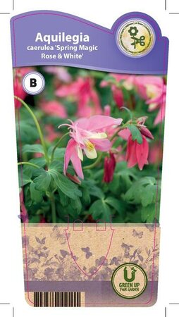 Aquilegia 'Spring M. Rose White'