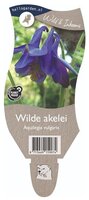 Aquilegia vulgaris