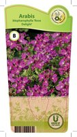 Arabis ble. 'Rose Delight'