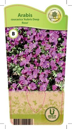 Arabis cau. 'Aubris Deep Rose'