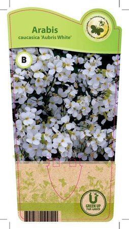 Arabis cau. 'Aubris White'