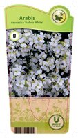 Arabis cau. 'Aubris White'