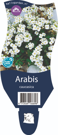 Arabis caucasica P11