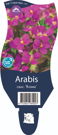 Arabis caucasica 'Rosea'