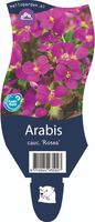 Arabis caucasica 'Rosea'