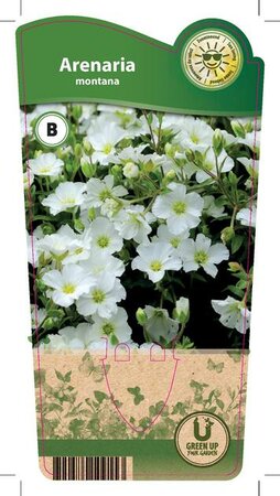 Arenaria montana