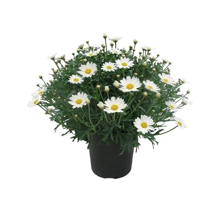 Argyranthemum frutescens P19
