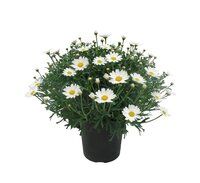 Argyranthemum frutescens P19