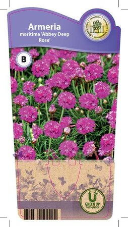 Armeria mar. 'Abbey Deep Rose'