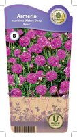 Armeria mar. 'Abbey Deep Rose'