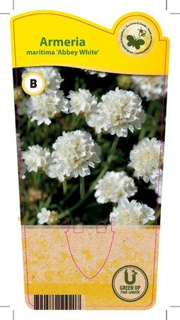 Armeria mar. 'Abbey White'