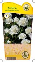 Armeria mar. 'Abbey White'