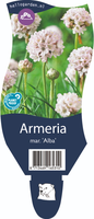 Armeria mar. 'Alba'