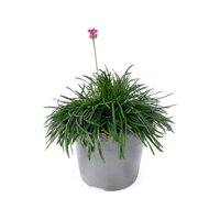 Armeria mar. 'Dusseldorf Pride' pot 13cm.