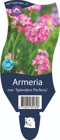 Armeria mar. 'Splendens Perfecta'