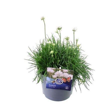 Armeria maritima 'alba' Pot 17cm.