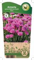 Armeria pse. 'Ballerina Purple Rose