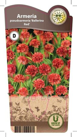 Armeria pse. 'Ballerina Red'