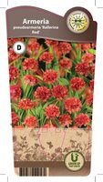 Armeria pse. 'Ballerina Red'