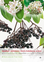 Aronia melanocarpa Appelbes op stam - afbeelding 1