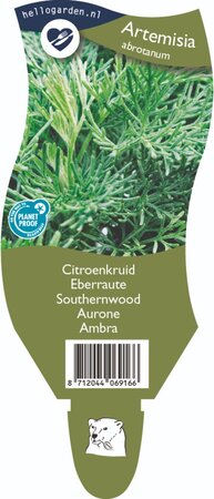 Artemisia abrotanum