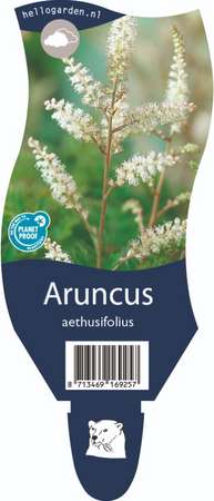Aruncus aethusifolius