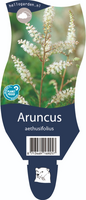 Aruncus aethusifolius