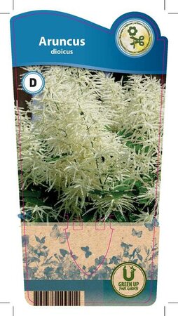 Aruncus dioicus
