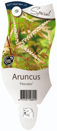 Aruncus 'Horatio'
