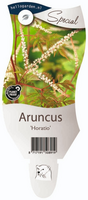 Aruncus 'Horatio'