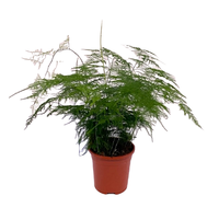 Asparagus setaceus pot 17 cm