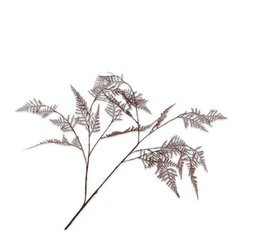 Asparagustak l113cm bruin