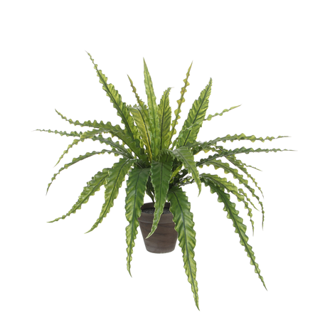 Asplenium in pot Dia66 H54 CM groen (Zijde-plant)