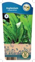 Asplenium scolopendrium