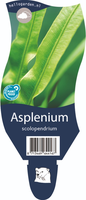 Asplenium scolopendrium