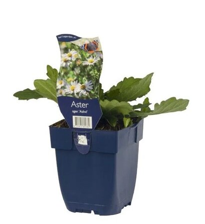 Aster ager. 'Ashvi'