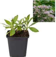 Aster ager. 'Asmö'