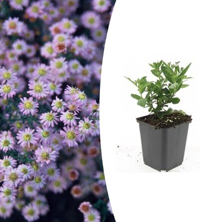 Aster ager. 'Stardust'
