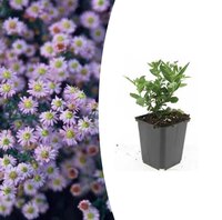 Aster ager. 'Stardust'