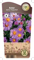 Aster alpinus 'Happy End'