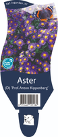 Aster (D) 'Prof. Anton Kippenberg'