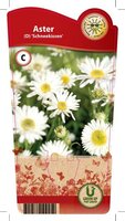 Aster (D) 'Schneekissen'
