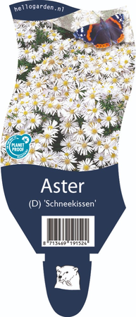 Aster (D) 'Schneekissen'