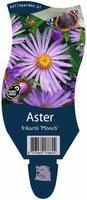 Aster frikartii Monch P11