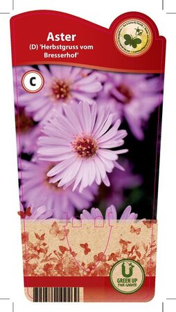 Aster 'Herbstgruss vom Bresserhof'