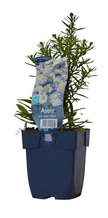 Aster 'Lady in Blue'