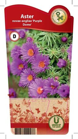 Aster n.-b. 'Purple Dome'