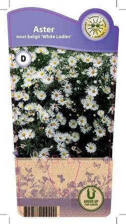 Aster n.-b. 'White Ladies'