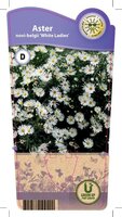 Aster n.-b. 'White Ladies'