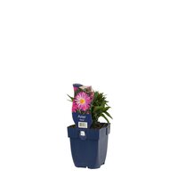 Aster 'Neron'